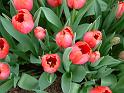 Tulips Red 